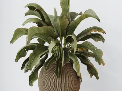 Plants Ravenala Banana Strelitzia Nicolai Bird Of Paradise Set02 3D model