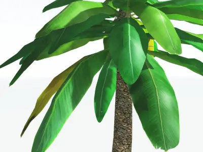 EVERYPlant Bjuvia Cycad LowPoly 1 --12 Models-- Low-poly 3D model