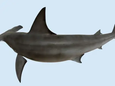 Hammerhead shark rigged and animated for Cinema 4d 3D model Low-poly 3D model