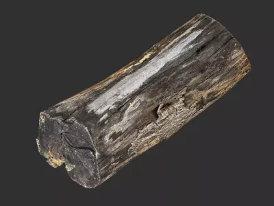 A withered piece of wood 3d scan in highpoly 3D model