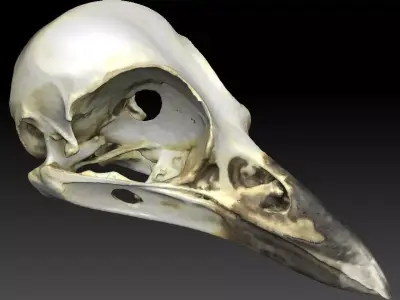 Bird Skull 3D Scan 3D model