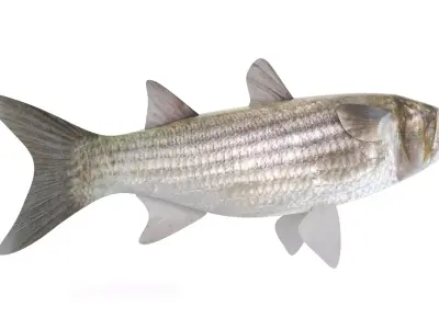Fish Mullet 3D model