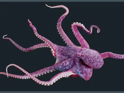 Octopus Mega Pack Low-poly 3D model
