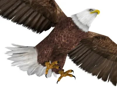 Bald Eagle 3D model purchase