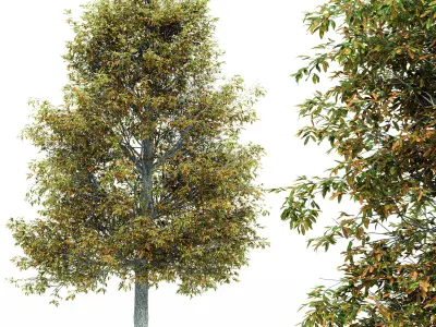  2diffrent tree ShingleOak Fall  2 trees Models in the scene Free 3D model
