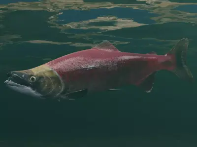 Sockeye Salmon Low-poly 3D model