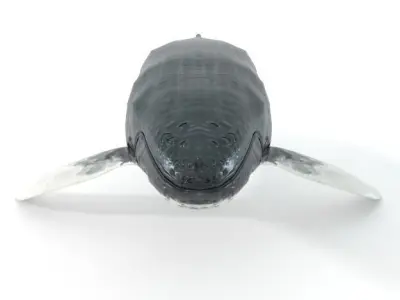 Whale Low-poly 3D model