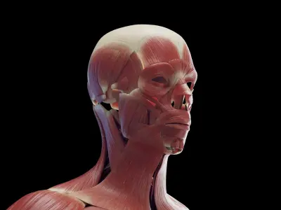Human Male Muscles Static 3D model