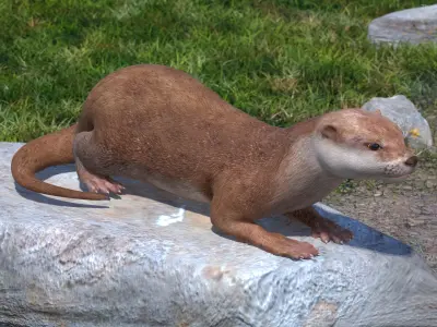 North American River Otter Rigged for Maya 3D model