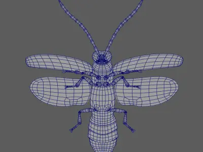 Firefly beetle 3D model