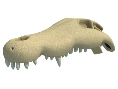 Crocodile Skull 8 3D model