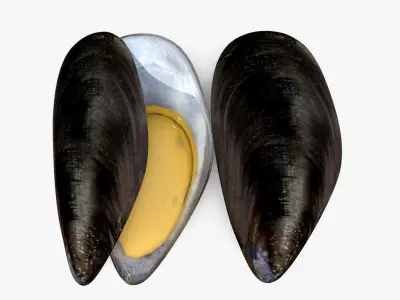 Mussel Shell 3D model