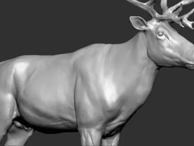 Reindeer 3D model buy