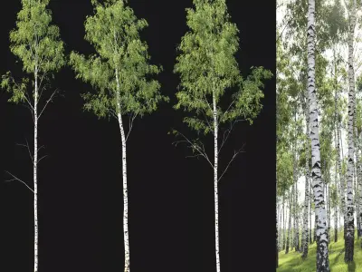 Birch forest part 01 3D model