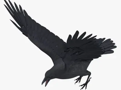 Crow 3 Poses 3D model