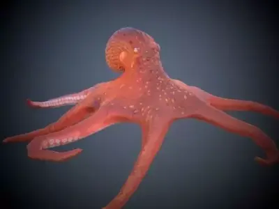 Octopus 3D model