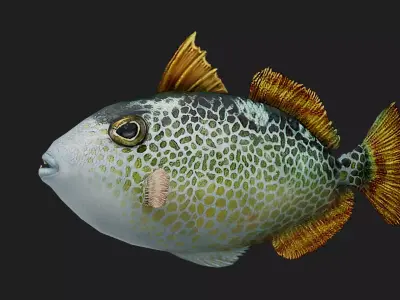 Triggerfish Low-poly 3D model