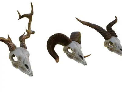 Ram Skull 3D model