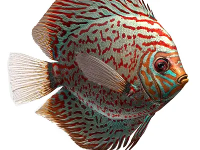 Fish Symphysodon discus Low-poly 3D model