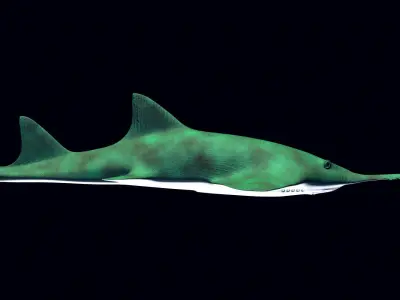 Saw Shark 3D model