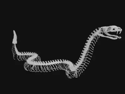 Rattle snake skeleton 3D model