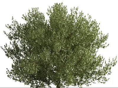 Set of Buxus bodinieri or Buxus Shrub -3 Shrubs 3D model