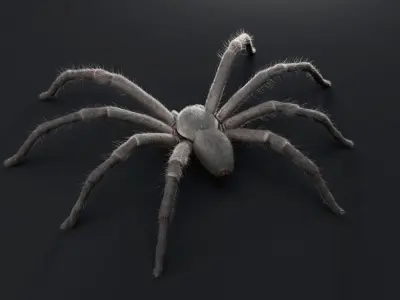Huntsman Spider Low-poly 3D model