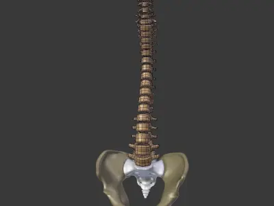 Spine - Tailbone - Sternum Low-poly 3D model