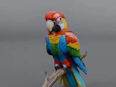 brazilian parrot 3D model