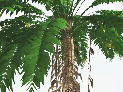 EVERYPlant African Oil Palm LowPoly 2 --16 Models-- Low-poly 3D model