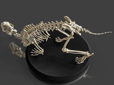 Realistic Sabretooth Skeleton 3D model