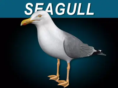 Seagull - Wings Folded 3D model