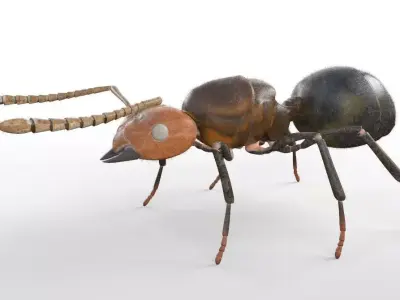 Ant Insect Low-poly 3D model