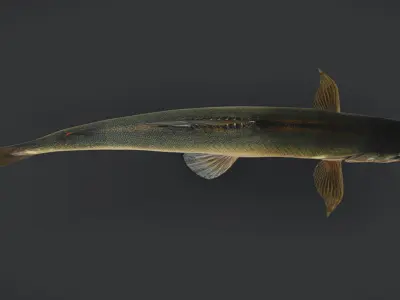 Ayu Sweetfish Animated 3D model