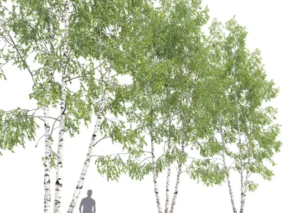Birch forest part 11 3D model