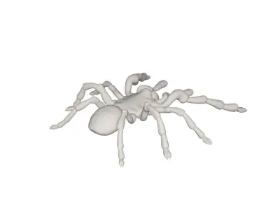 Tarantulas spider 3D model