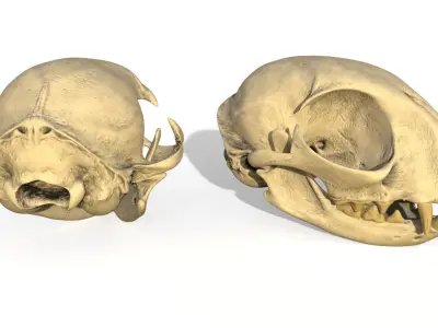 Cat skull  3D model