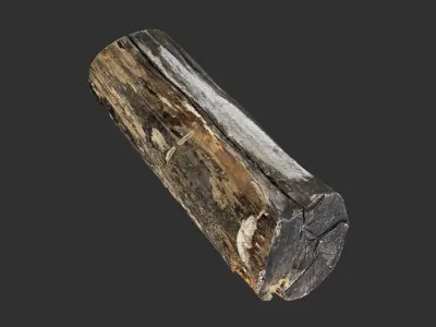 A withered piece of wood 3d scan in highpoly 3D model