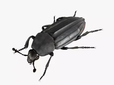 Black Insect Beetle Thanatophilus Sinuatus Low-poly 3D model