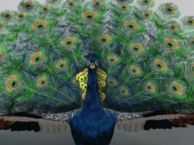 Peacock Rigged and Animation 3D model