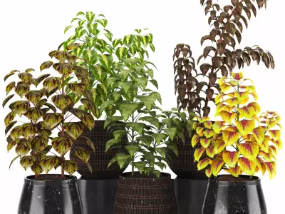 Indoor Plants in Ferm Living Bau Pot Large - Set021 3D model