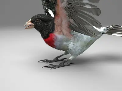 Rose-breasted grosbeak - rigged - animated 3D model