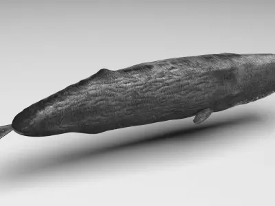 Sperm Whale 3D model