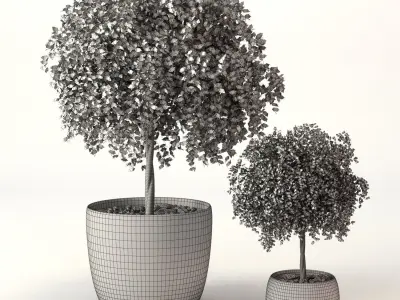 Greanplants two trees in pots Free 3D model