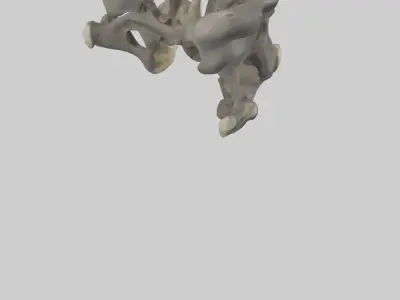 Gorilla Pelvis Low-poly 3D model