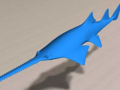Smalltooth Sawfish - Pristis pectinata - Adult Male Fish -  3D model