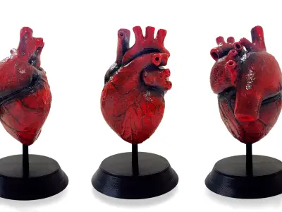  Anatomical Human Heart - For Commercial Use 3D print model
