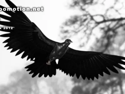 Crow - Animated Low-poly 3D model