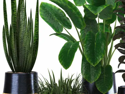 indoor plant set018 3D model