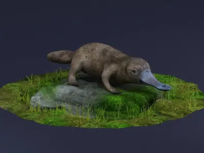 animal model Platypus Duck Otter Amphibian mammal 3D model